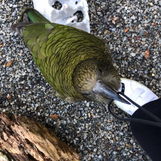 分享一些新西兰的native birds...