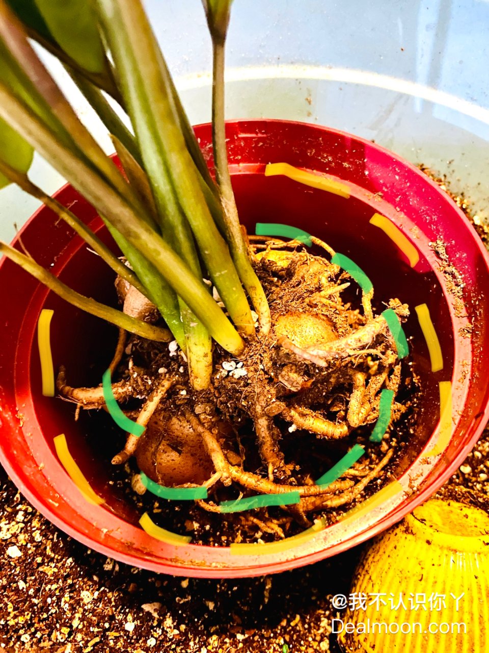 送料無料　時代物　緑檀根付　『吉利』銘　犬 送料無料 時代物 緑檀根付 『吉利』銘 犬 - メルカリ