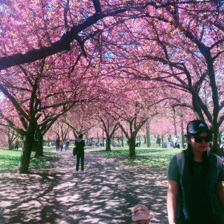 赏樱季节，去不了华府，来布鲁克林植物园赏...