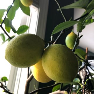 兩年前買的梅爾檸檬樹！...