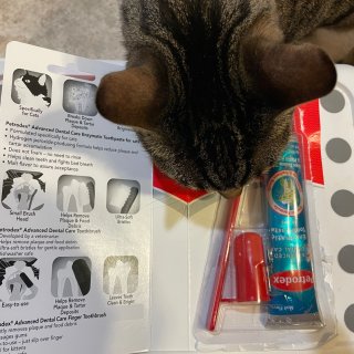 猫咪牙膏牙刷套装