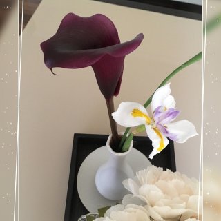 Costco,calla lily,紫色马蹄莲,fairy Iris