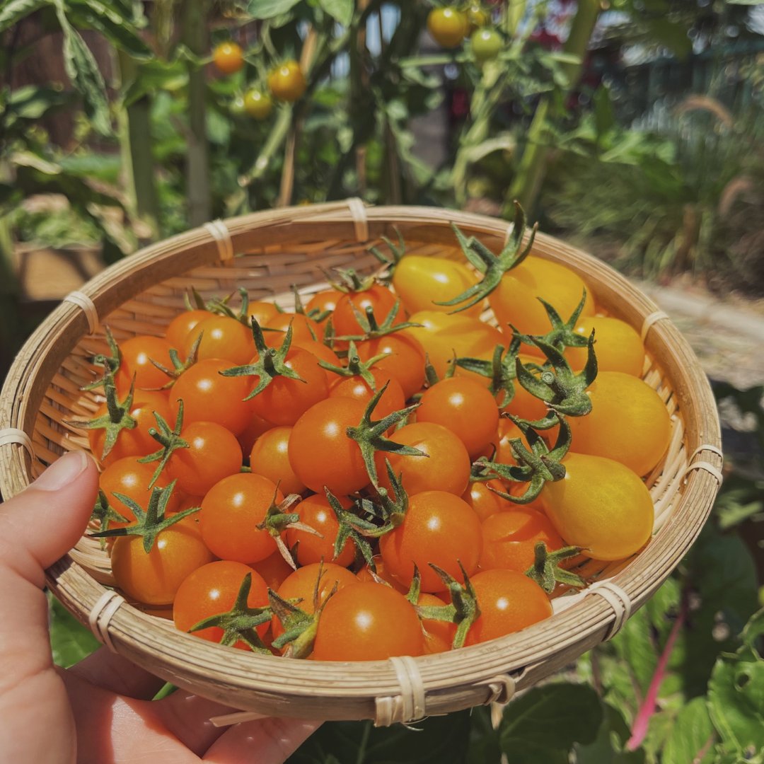 夏日豐收季 番茄🍅👩🏻‍🌾...