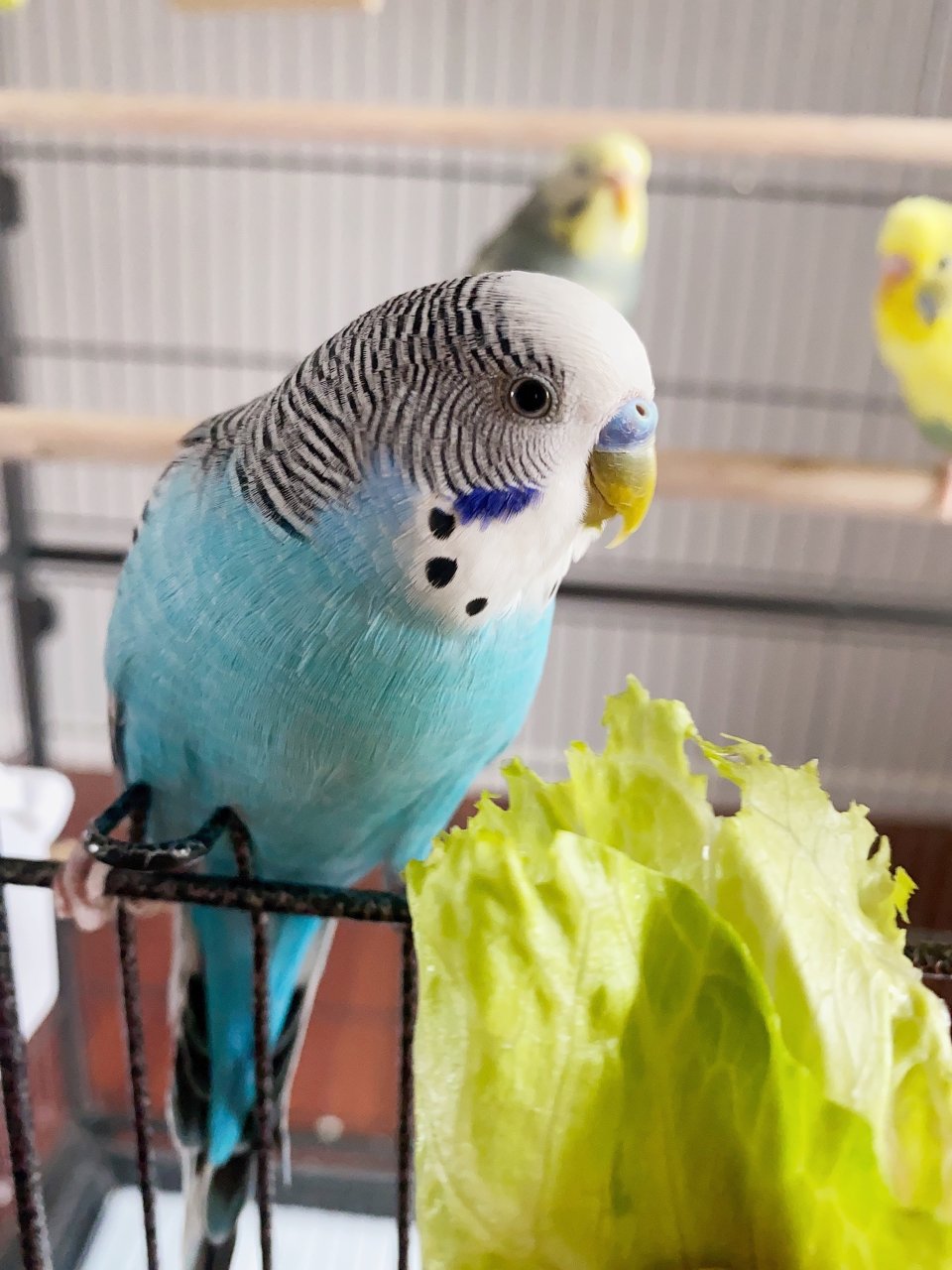 虎皮鹦鹉的小日常| 社区精选