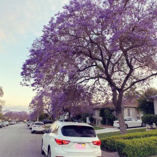 1️⃣9️⃣-紫色的街道🌸...