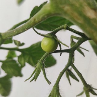 夏季必种植物-小番茄...