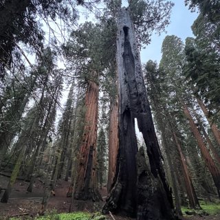Sequoia NP🌲🪵国家公园🏞️ca...