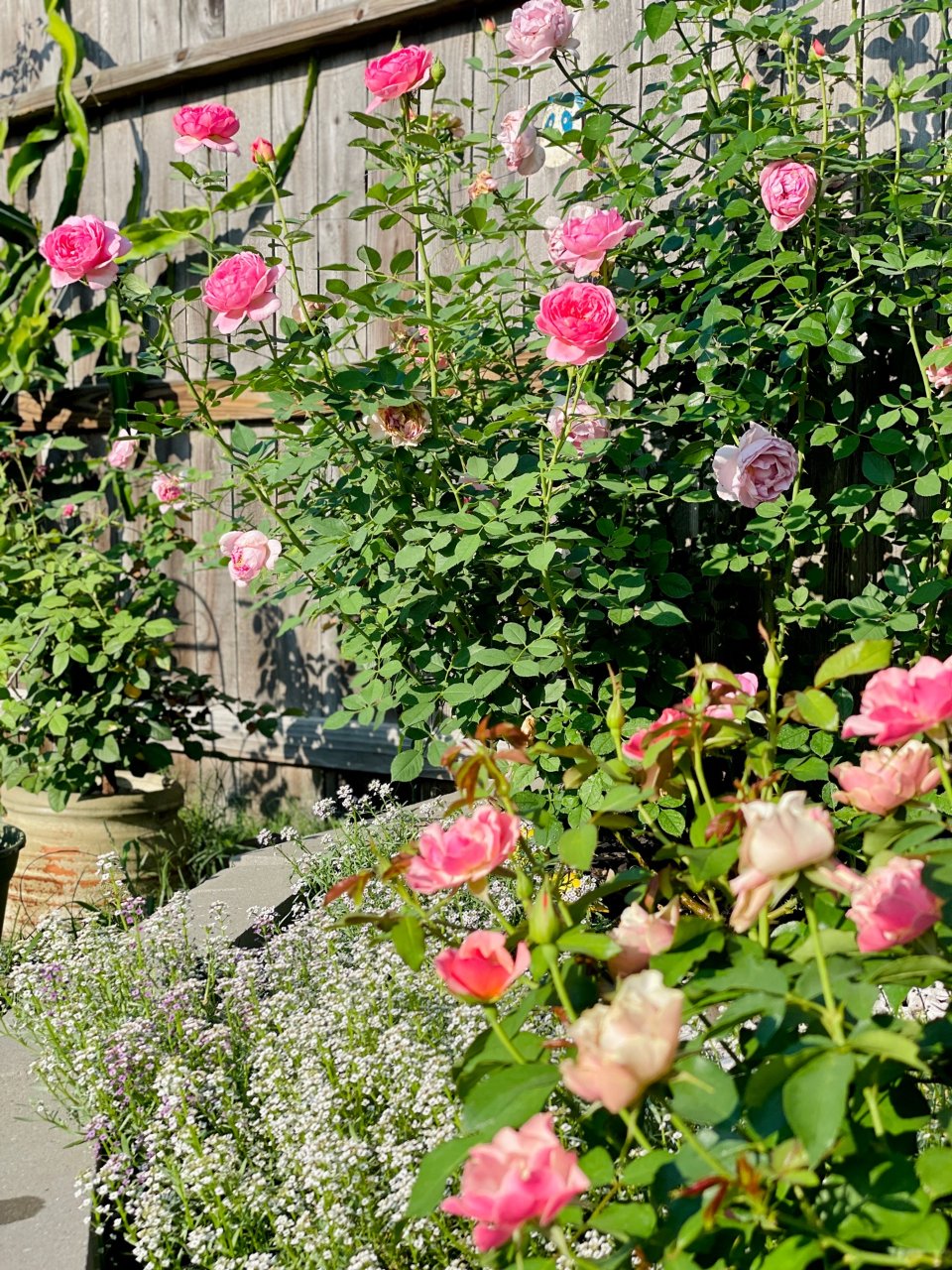 晒晒我家六月的玫瑰园，来云赏花啦...