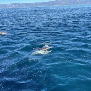 圣巴巴拉出海观鲸🐳看到几百只🐬和母子座头...