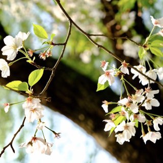 春樱盛开 | Japanese Park...