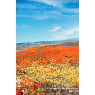 山谷里的盛开 | 南加州花菱草...