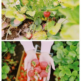 西雅图▪️摘草莓怎么拍🍓🍓🍓...