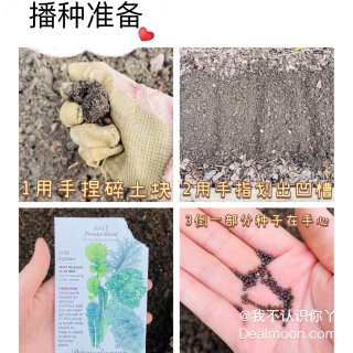 干活啦👩‍🌾种子秋播三步曲🚜青菜香菜生菜...