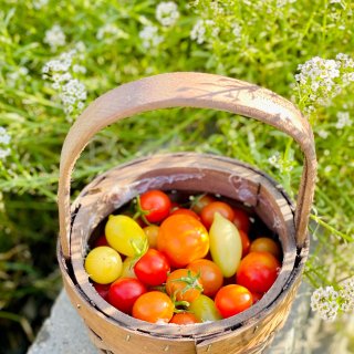 如何让你的小番茄在秋天更快乐地结果...