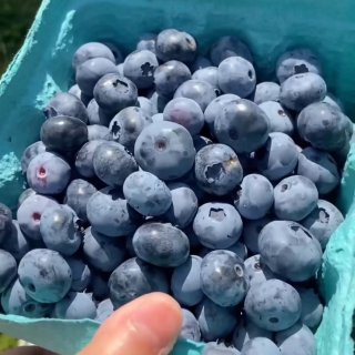 费城新泽西丨小众农场摘蓝莓🫐...