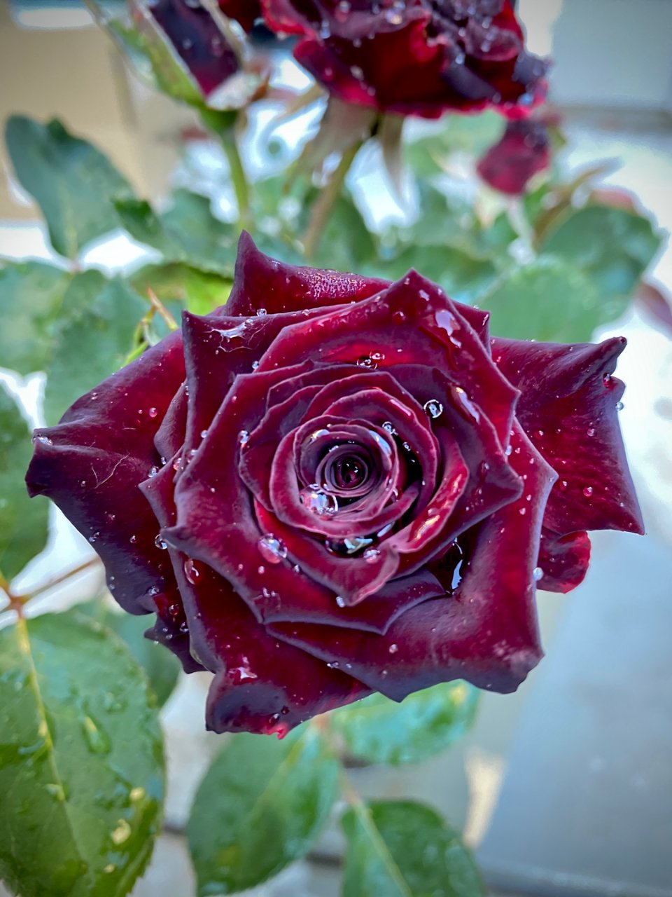 世上独一无二的暗黑玫瑰...