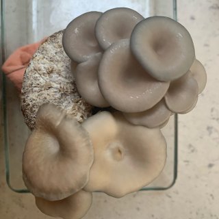 🍄种蘑菇一周的收获...