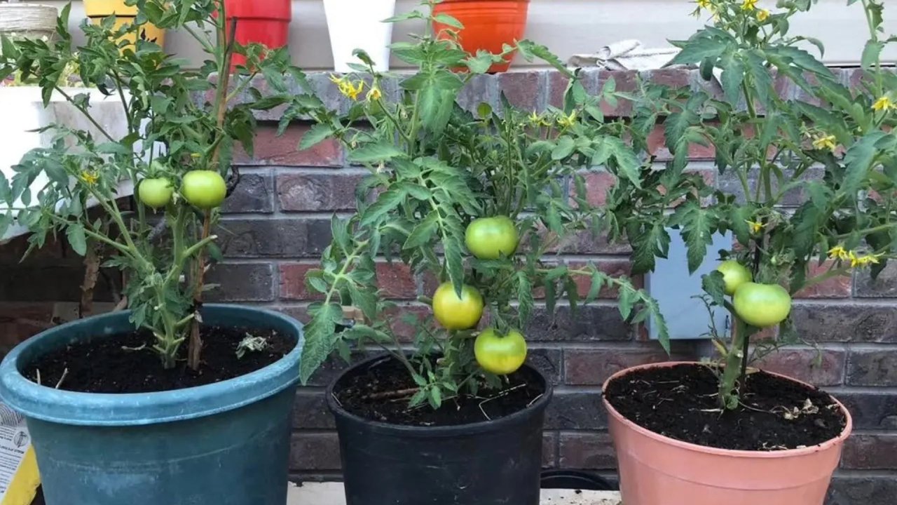 后院～青番茄🍅乐园