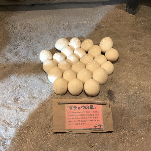 晒货图片