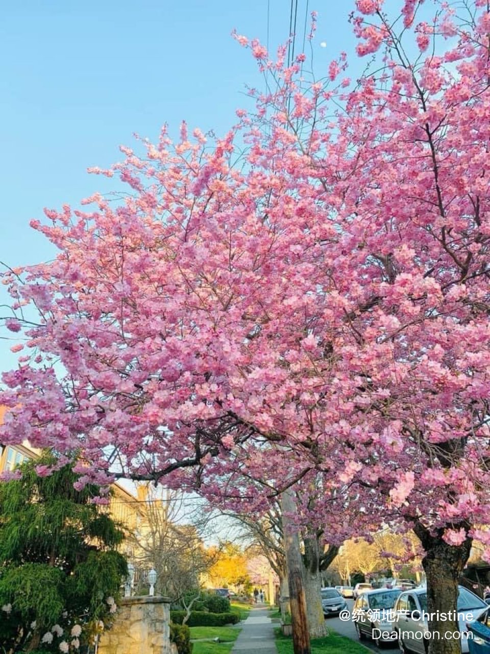 路边的樱花树也很漂亮呀...