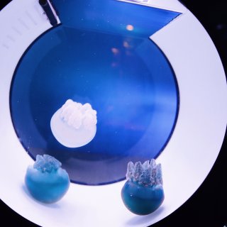 【想念北京，想念南锣鼓巷旁卖蓝色水母的月...