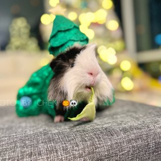 圣诞节🎄宠物穿搭 ｜ 荷兰猪的时装秀...