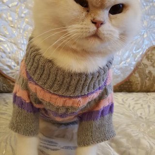 猫咪棋盘格拼色羊绒衫和风衣🧥...