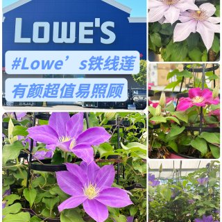 去Lowe's 买铁线莲｜有颜值易照顾👉...