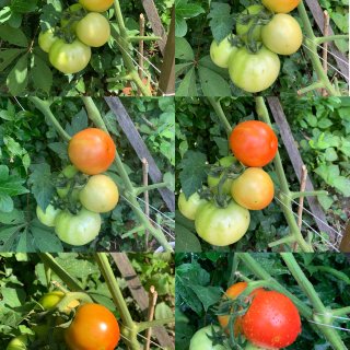 番茄种植日记3