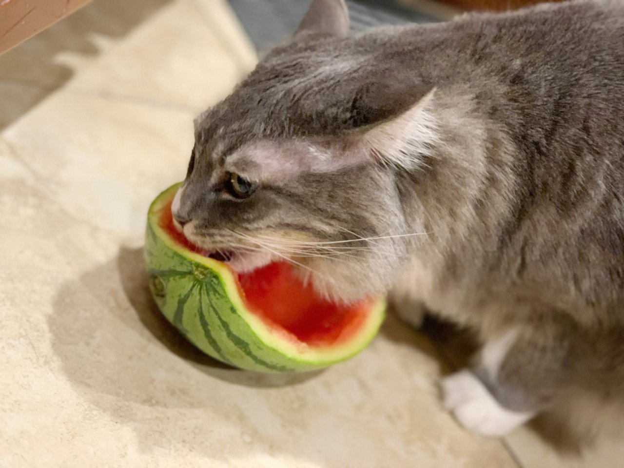 猫主子可以吃的水果系列_西瓜🍉是个好东西...