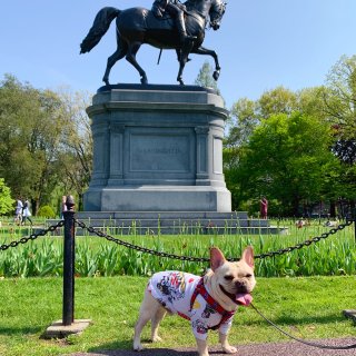 带着狗狗去旅游,Boston