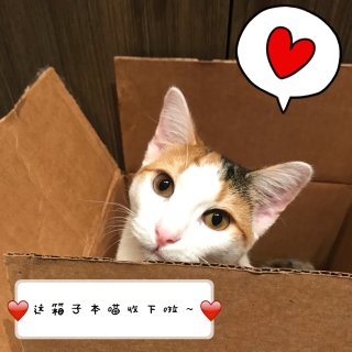 【微众测】最酷炫的猫砂配最酷的猫咪 Ne...