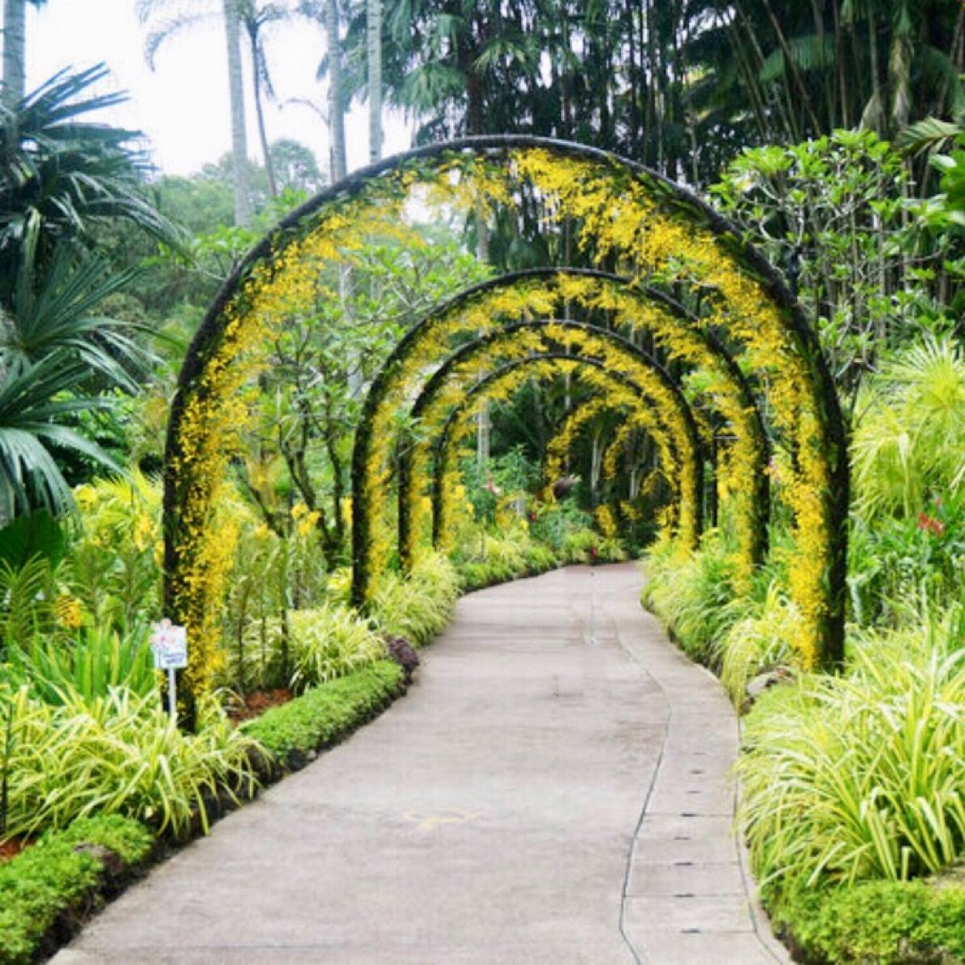 新加坡植物园Singapore Bota...