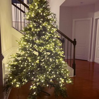 圣诞🎄树