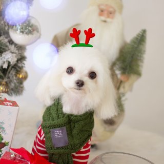 ✨给狗狗拍的圣诞🎄沙龙照✨...