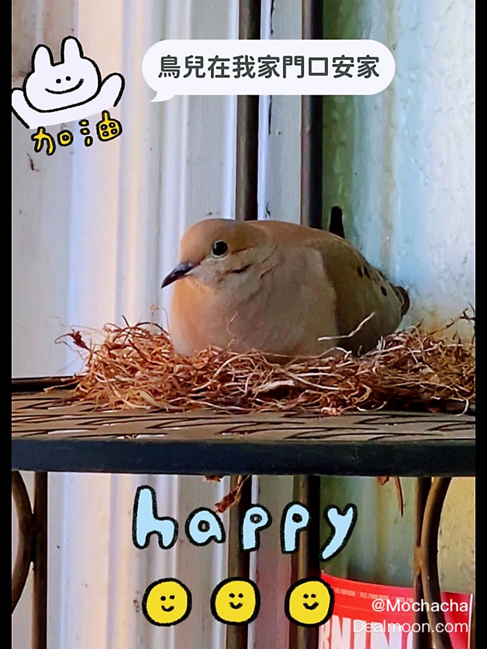 🕊小鳥在我家門口安家🕊...