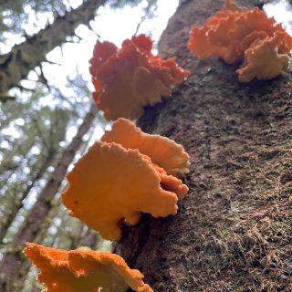 Chicken of the woods...