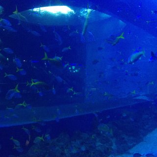 圣淘沙aquarium 