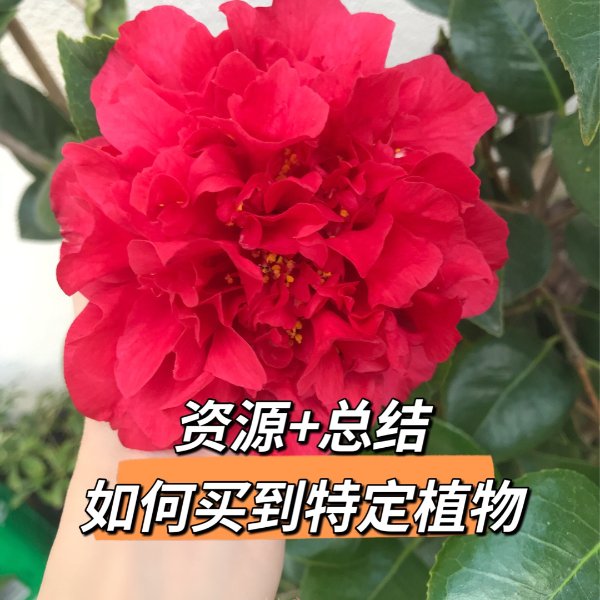 晒货图片