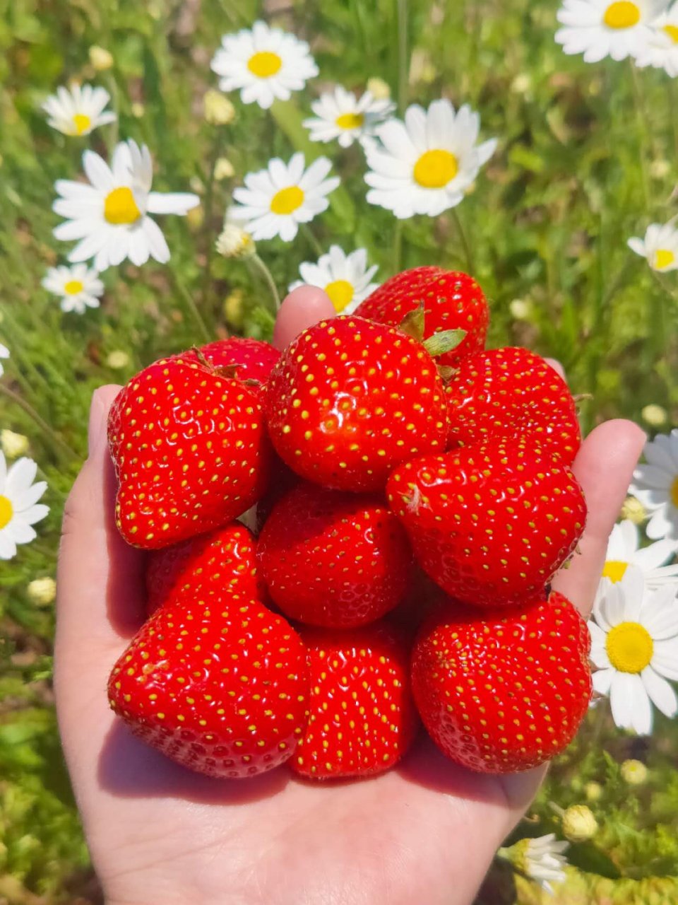 夏日限定/草莓季...