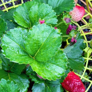 自己种的有机草莓熟了几个，很香甜！...