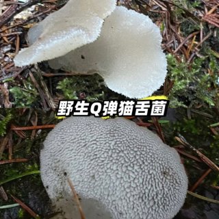 采蘑菇🍄之野生Q弹猫舌菌...
