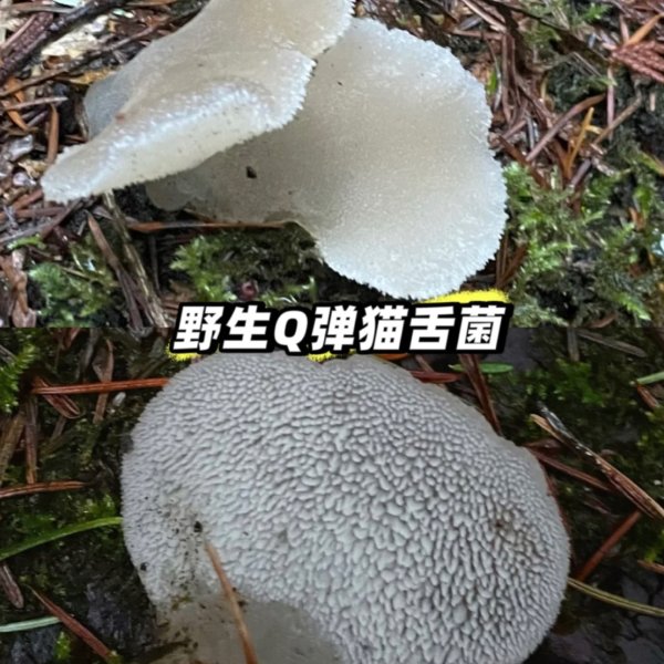 晒货图片