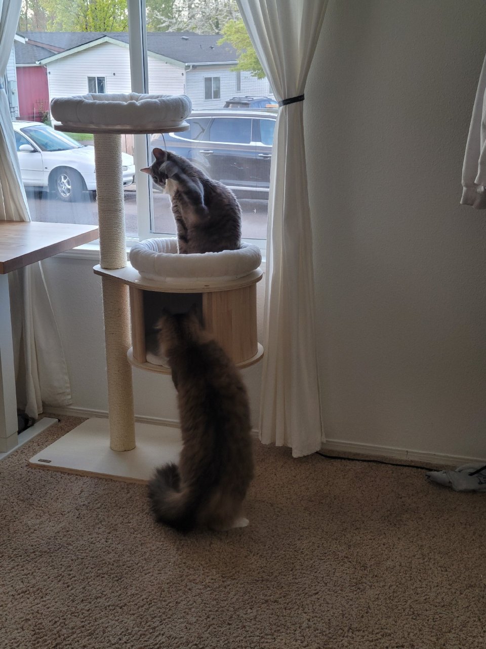 【4月份开箱】Pawhut的小型猫爬架...