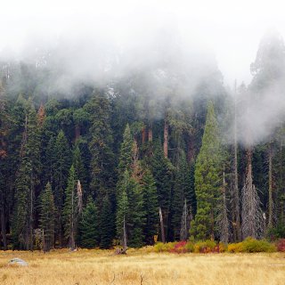 Sequoia的秋天 | 美如云雾仙境...