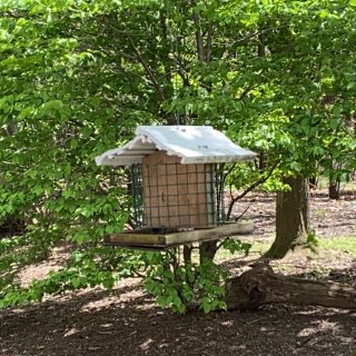 自制bird feeder