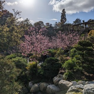 赏樱🌸San Diego日本公园 | 樱...