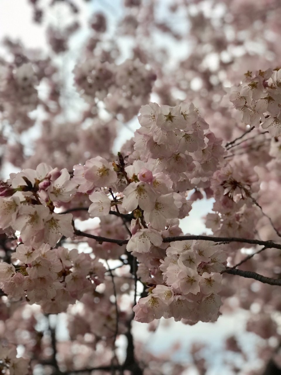 华盛顿DC,DC看樱花