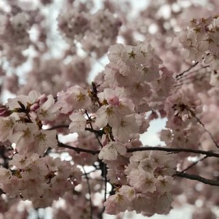 华盛顿DC,DC看樱花