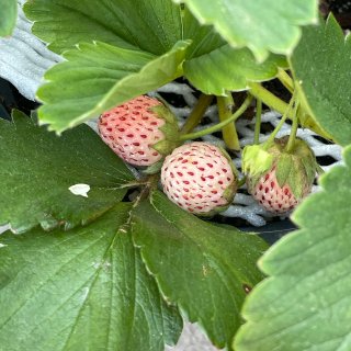 绿植种植日记-菠萝莓大收获🍓...